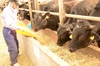 【ギフト】新潟県産牛サーロインブロック　ハート型の牛脂つき！