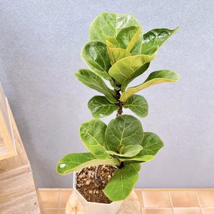 【在庫販売】　カシワバゴム　柏葉ゴム　バンビーノ　リナータ　フィカス　卓上