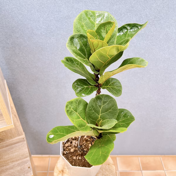 【在庫販売】　カシワバゴム　柏葉ゴム　バンビーノ　リナータ　フィカス　卓上