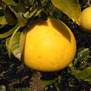 化学合成農薬栽培期間中不使用　土佐文旦　A品※農園独自基準　大玉