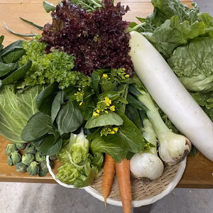 【淡路島からお届け】淡路島ほっこりファームの旬のお任せ野菜セット(S・M・L)