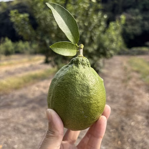 大玉【璃の香】グリーンレモン1kg～★大玉で果汁たっぷり！爽やかな魅力