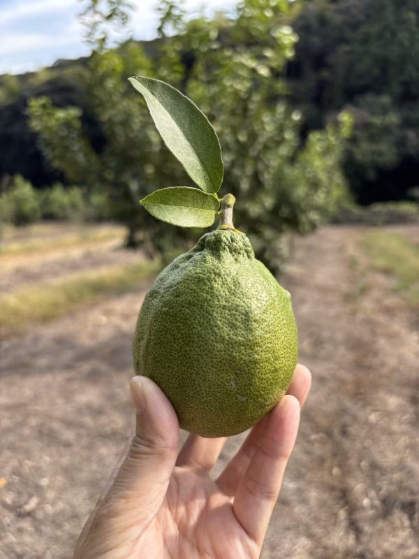 大玉【璃の香】グリーンレモン1kg～★大玉で果汁たっぷり！爽やかな魅力