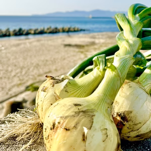 予約　２月発送　極早生　淡路島新玉ねぎ　浜玉ホワイト《新玉ねぎ》生食最強