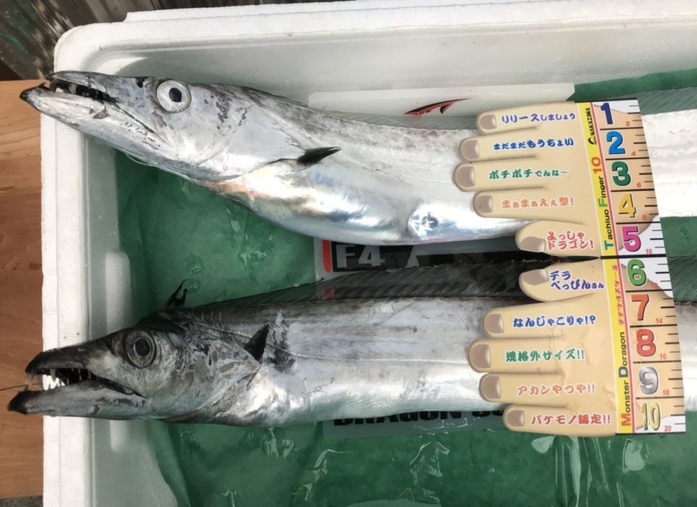 数量限定 一本釣り 太刀魚 釣りたてピチピチ 2尾セット 農家漁師から産地直送の通販 ポケットマルシェ