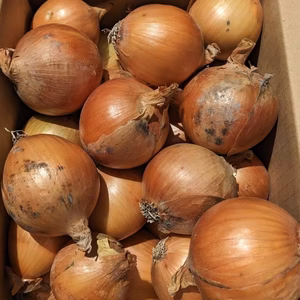 2023年淡路島新玉ねぎ（小玉だけ)