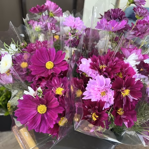 希少【30本／八重咲きコスモス〈秋彩の華〉】産地直送！プレゼントOK!