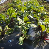 【奇跡の野菜】農薬化学肥料動物性堆肥不使用 ビーツ タブレット