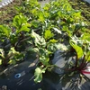 【奇跡の野菜】農薬化学肥料動物性堆肥不使用 ビーツ タブレット