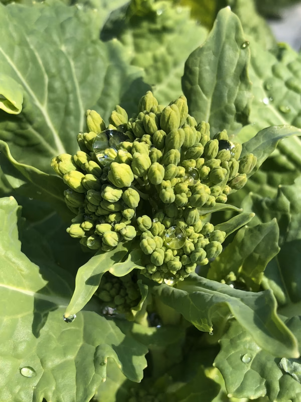 ★朝採り野菜★なばな★600g★無農薬★