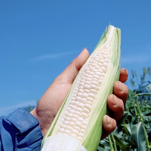 【6月発　早得♪】その日にお届け！白い贅沢　ピュアホワイト♪