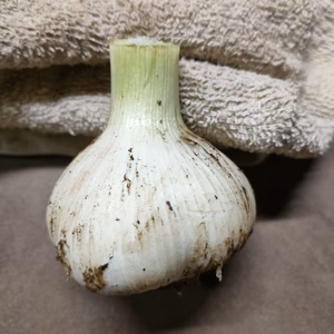 香りが段違い！芳醇ニンニク！