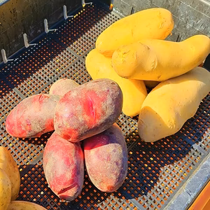 新じゃがいも２種食べ比べセット　５ｋｇ