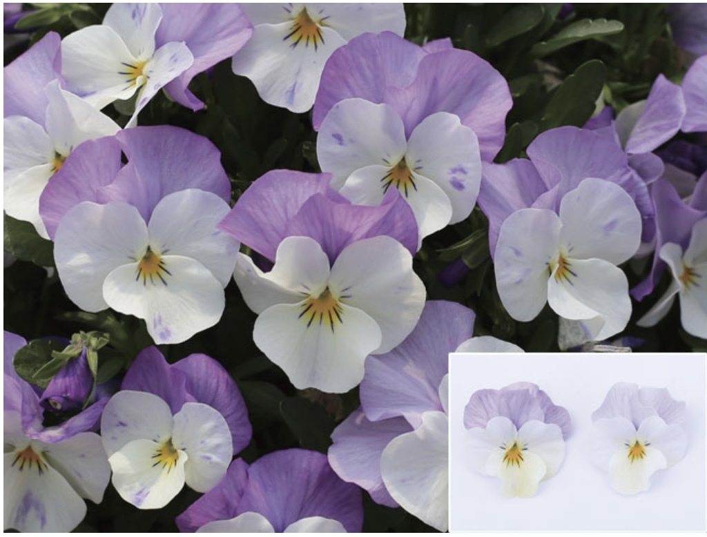 ビオラ☆ももかシリーズ☆ふらの9センチ5苗より｜花（切花・鉢花）の