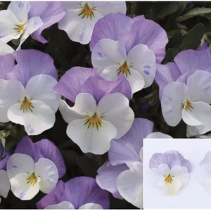 ビオラ★ももかシリーズ★ふらの９センチ5苗より