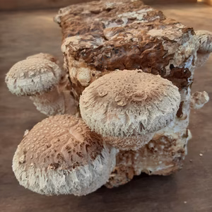 ステーキで美味い❣肉厚大きめ椎茸(菌床)　2月5日朝8時迄!!