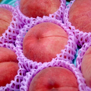 南信州『あかつき』桃の王道品種✨果汁たっぷり朝採りの桃贈答品