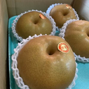 石川県産「加賀梨」サイズいろいろ！訳アリ愛宕(あたご)梨