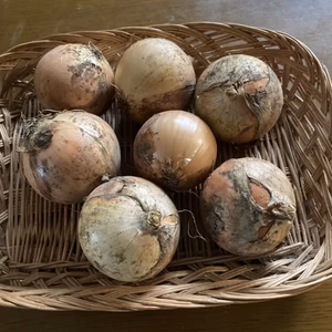 玉ねぎ（6～7個）【農薬不使用  送料無料】