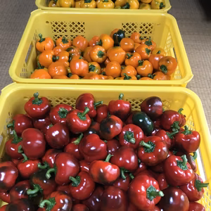 山形県産パプリカセット5ｋｇ