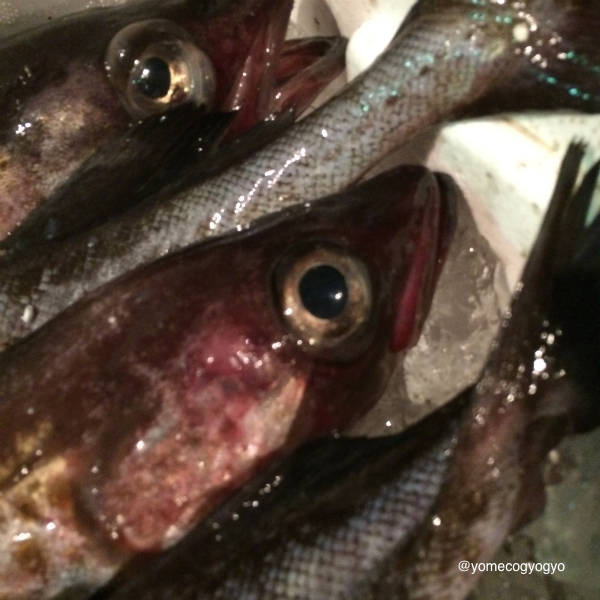 pics_03_201511031240083a0