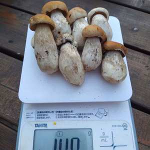 ◆ニセコ産天然生ポルチーニ茸