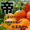 食べ応え抜群！大玉みかんの帝みかん！