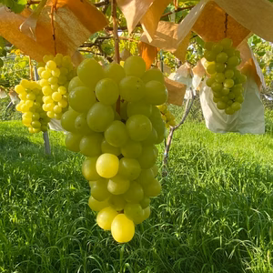 完熟し一層美味しいシャインマスカットを期間限定の割安価格で販売いたします❣️