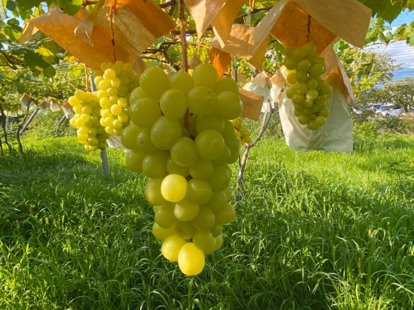 完熟し一層美味しいシャインマスカットを期間限定の割安価格で販売いたします❣️