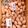 【絶品】種子島産  安納芋  3S&2S 混合サイズ