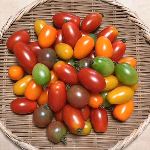 希少な【自然栽培】のカラフルミニトマト【4～6種類】（1kg入）