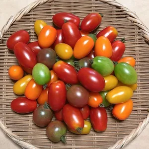 希少な【自然栽培】のカラフルミニトマト【4～6種類】（1kg入）