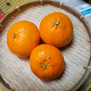 合計4㌔　はるみ　カンペイ　不知火デコの詰め合わせ