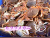 今が旬‼️  秋田県産　ヒラツメガニ［マルガニ］BOX‼️
