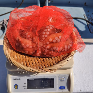 タコ マダコ 約1kg 活かし 鮮度バツグン 出荷直前に活け締め