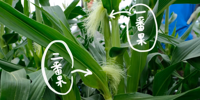 ヤングコーン（ベビーコーン）とトウモロコシは何が違う？畑で謎を暴いてきたよ。