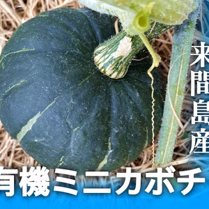 ホクホク甘い、宮古島の有機ミニかぼちゃ