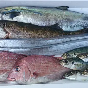 [毎月1回定期]淡路島明石海峡岩屋港発❗活け越しお魚４種お任せセット