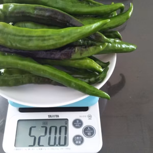 【いもねぎ屋の野菜セット】万願寺とうがらし、シャドークィーン