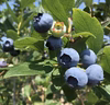 旬の生果が美味しい「ブルーベリー」特大(3L)　ノーザンハイブッシュ系