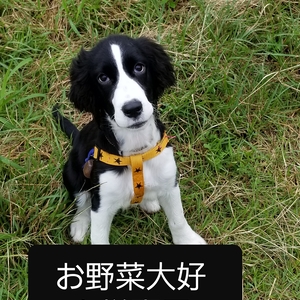 お野菜大好き様専用