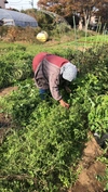 春菊つき✨子供に食べさせたい❗❗農薬と化学肥料を使わないで育てた野菜✨✨