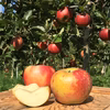 シャキッと歯ごたえ！ りんご 超訳あり 秋映 約2.5キロ 7-14玉 復興支援