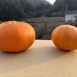 愛媛が誇る高級柑橘ふぞろいの”小さな甘平”（ご家庭用）(1kg約6〜7個)