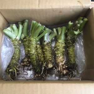 本わさび500g