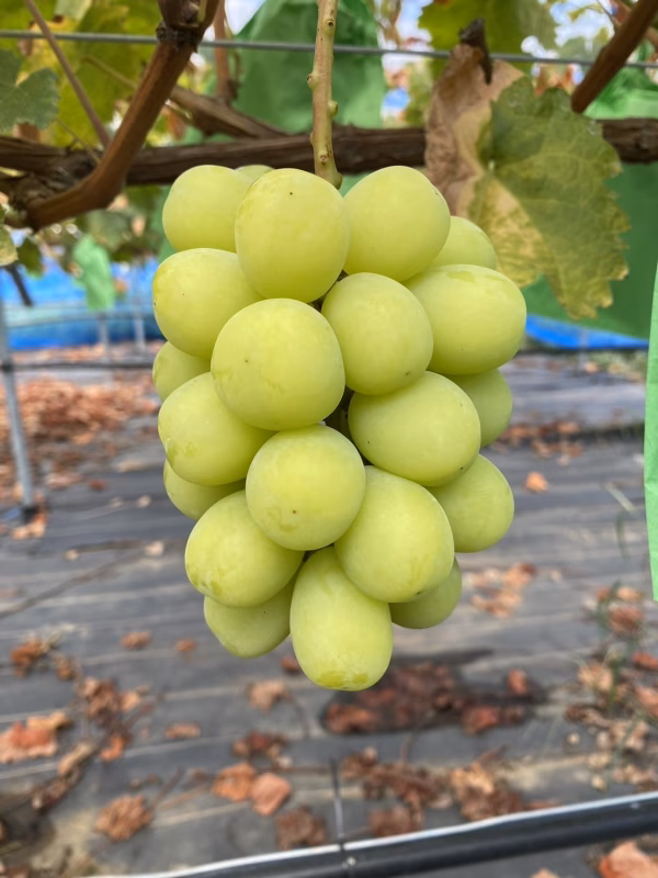 八ヶ岳の自然が生んだ冬の贅沢！名水シャインマスカット