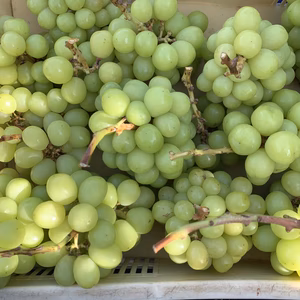 5房〜６房勝沼産朝獲り訳あり新鮮美味しいシャインマスカット！ご家庭用で最適です