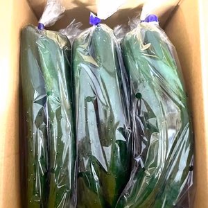 新鮮⭐︎美味きゅうり【岩手県産】2kg
