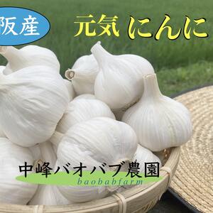 大阪の元気ニンニク！＜＜令和３年産＞＞