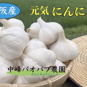 大阪の元気ニンニク！＜＜令和３年産＞＞